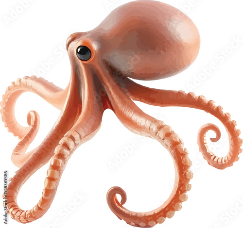 octopus on white background