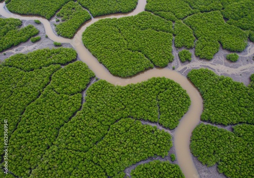 A tranquil Tanzanian mangrove swamp thrives with twisted roots and brackish waters—an essential habitat teeming with biodiversity and coastal beauty.