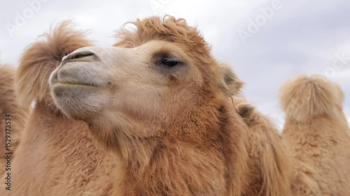 Bactrian camel chews on a leafy branch while standing in a farm enclosure