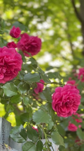 Beautiful rose bush, kind Rozarium Utersen with pink roses flowers.