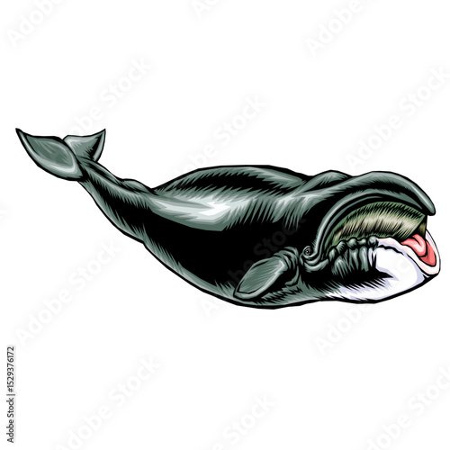 Detailed illustration of a north atlantic right whale photo