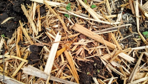Wood chips lying on soil, providing a layer of mulch for gardening, enriching and protecting the soil