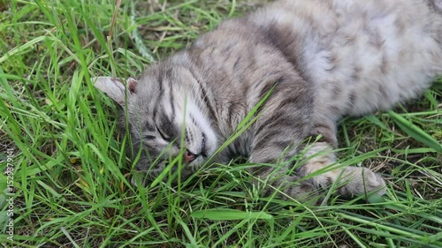 Cat resting peacefully in green grass during a sunny afternoon
