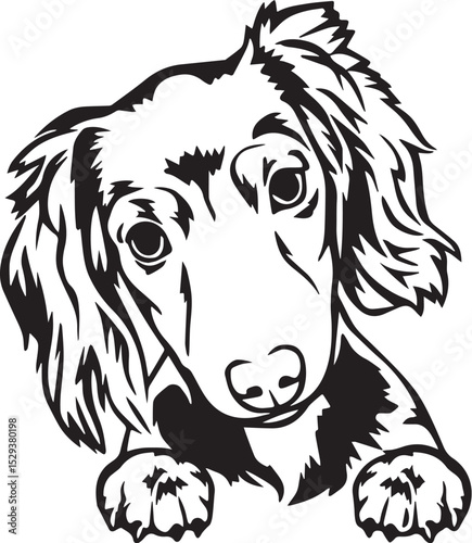 Print Long-Haired Dachshund Puppy Peeking Vector