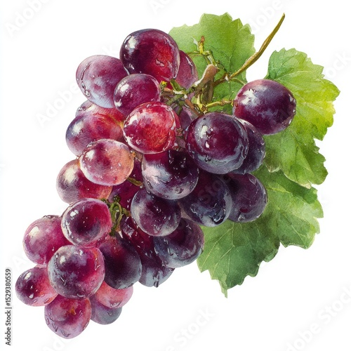 A cluster of vibrant purple grapes.  Watercolor style illustration showing a bunch of grapes with droplets, and leaves