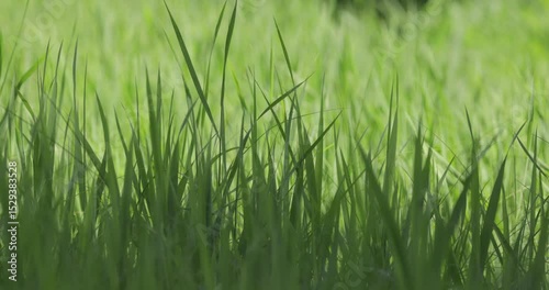 Green grass meadow rustling in the wind slow motion