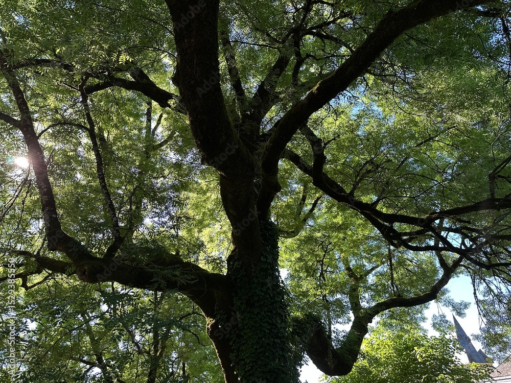 Naklejka premium Arbre cachant le soleil