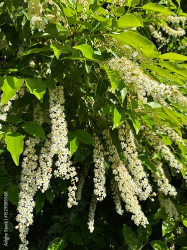 fleurs, 