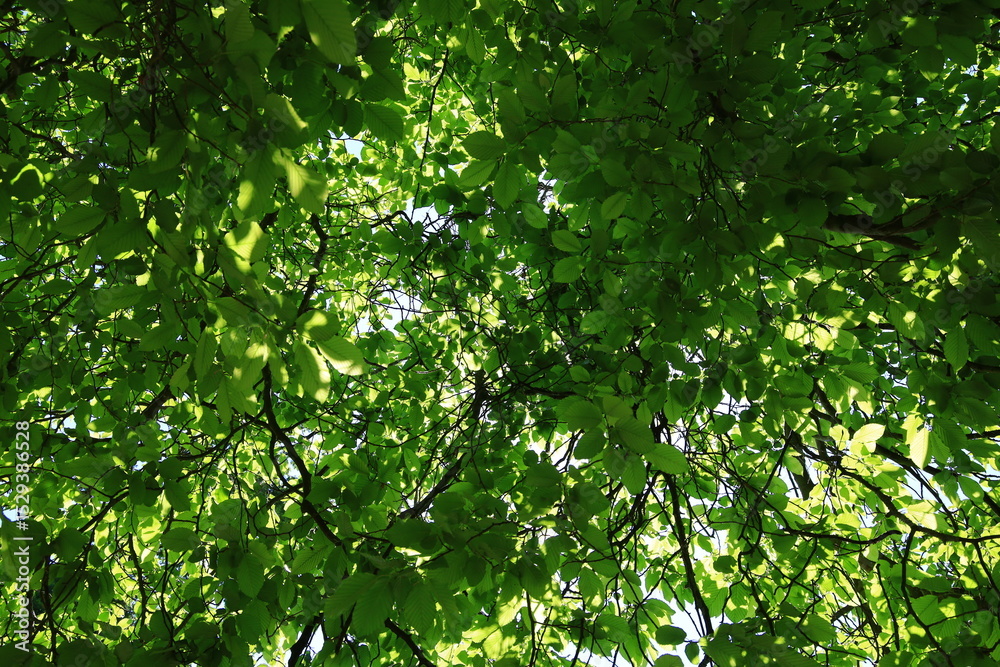 Fototapeta premium View on tree in the forest of Chantilly