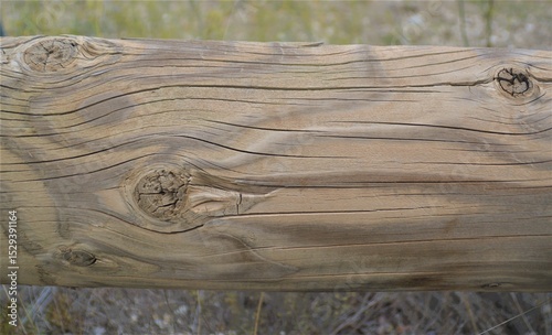 Detalle acercamiento a tronco de arbol en posicion horizontal texturas lisas y rugosas 