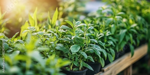 organic vegetables and herbs growing in the garden