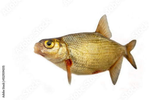 Silver bream (Blicca bjoerkna) portrait (see mouth opening) isolated on a white background. A specimen during the spawning period. North-eastern Europe. South of Lake Ladoga