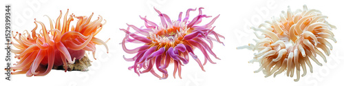 Three sea anemones close on transparent background