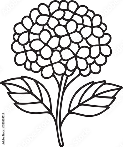 Line Art Vector of Elegant Hydrangea Flower