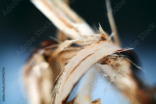 Broken branch. Bast fiber of a peeled branch. Macro