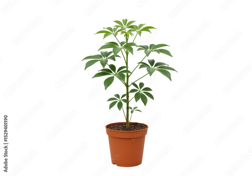 Fototapeta premium Lush green potted plant with vibrant leaves, set against a minimalistic background