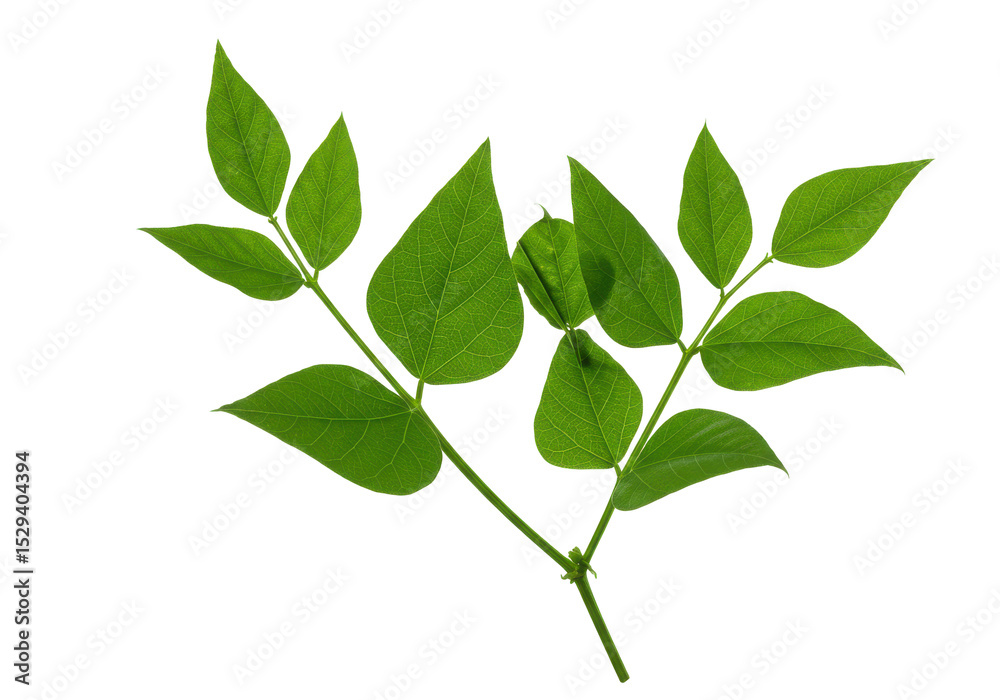 Fototapeta premium Lush green leaves on a branch against a transparent background, ideal for nature-themed designs