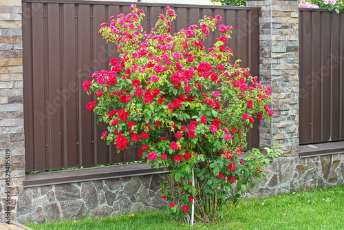 one summer beautiful thorned grown garden green leaf bush with flowers of red fresh fragrant roses with petals on the grass near the iron brown fence during the day outside