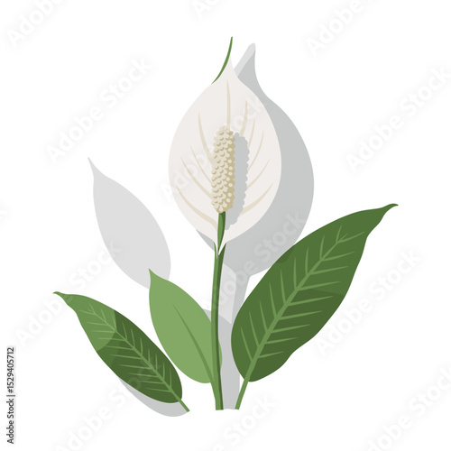 White peace lily with green leaves on white background