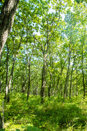 Dendrology, oakery. Light forest of Mongolian oak, Quercus mongolica, with abundance of young trees, which indicates renewability of stand and overall health of forest. Sikhote-alin Mountains
