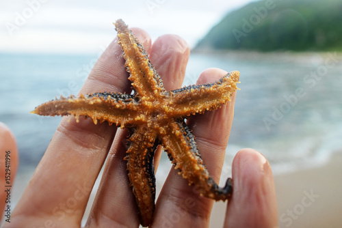 Thalassophilus. Starfish from Sea of Japan, Northern Pacific seastar and Japanese common starfish (Asterias amurensis). Many pseudopodes is rotating on reversal side. Russian Far East