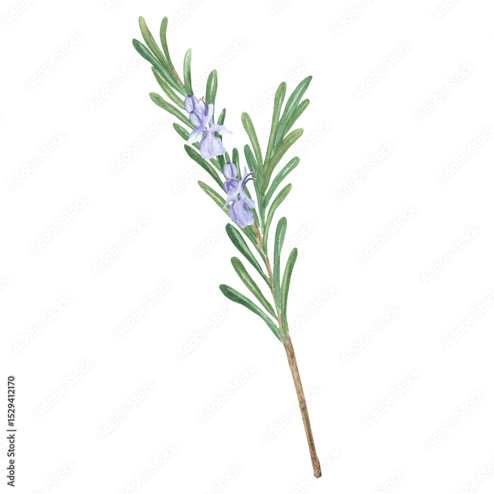 Obraz premium Rosemary twig with green leaves and lilac flowers isolated. Hand-drawn watercolor illustration. Aromatic herb for cooking, aromatherapy, harmonization of Sun chakra. Herbal garden clipart