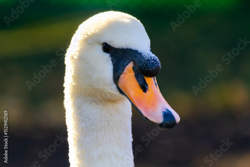 Swan with a black beak and orange tip. The swan is white and has a black eye
