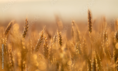 Golden wheat growing in sunny countryside, glowing softly with blurred field behind