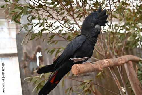 Whiteman, Australia – June 1, 2025: The Caversham Wildlife Park