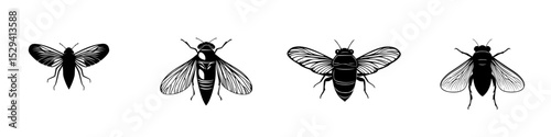 Set of black insect icons showing various species and their unique features in a minimalist style on a plain background