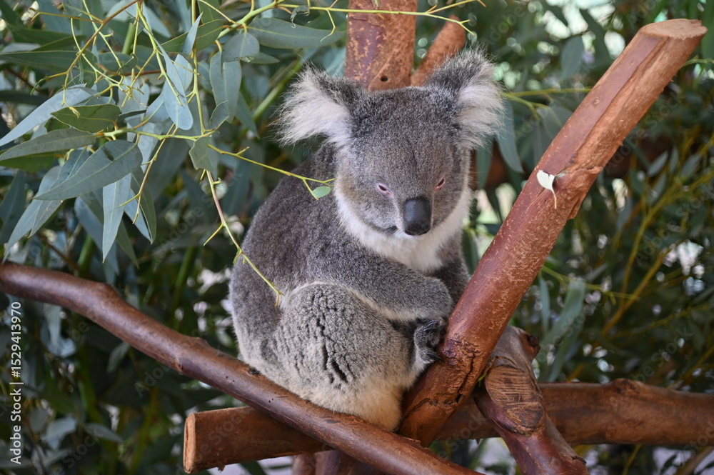 Fototapeta premium Whiteman, Australia – June 1, 2025: The Caversham Wildlife Park