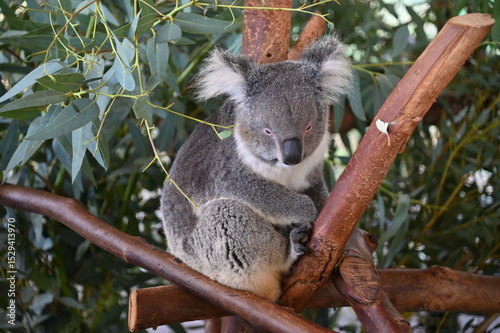 Whiteman, Australia – June 1, 2025: The Caversham Wildlife Park