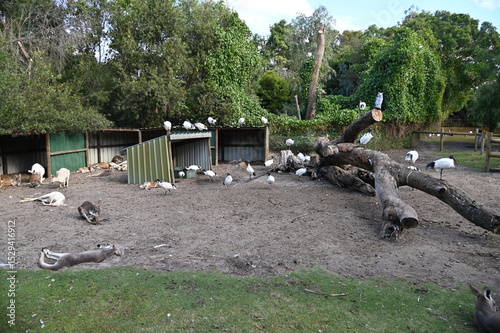Whiteman, Australia – June 1, 2025: The Caversham Wildlife Park