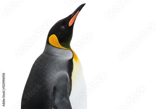 A close-up of a regal emperor penguin standing proudly against a plain background
