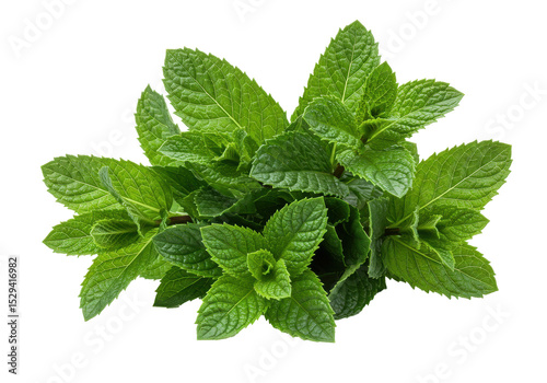 Fresh mint leaves arranged artistically on a white background, ideal for culinary use