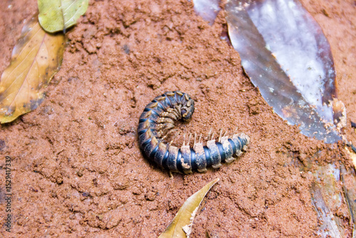 Vietnamese nature. Tropical centipede in the wet forests of Vietnam photo