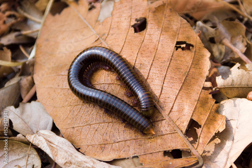 Millipede Spirostreptida, Parilis from the rainforest of Vietnam. photo