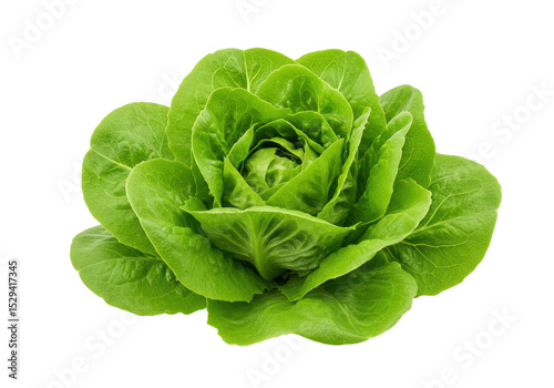 Fresh, vibrant lettuce head on a clean background, ideal for culinary and health-related uses