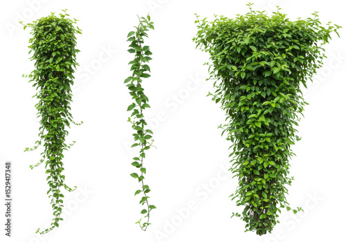 Lush green vines cascading down in a vibrant garden setting with natural light