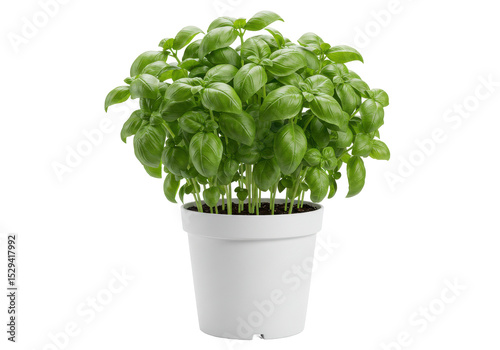 Lush basil plant in a white pot, thriving indoors with natural light illuminating leaves