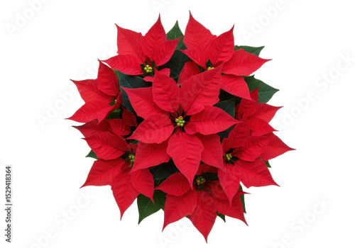 Vibrant red poinsettia plant with lush green leaves, perfect for holiday decorations