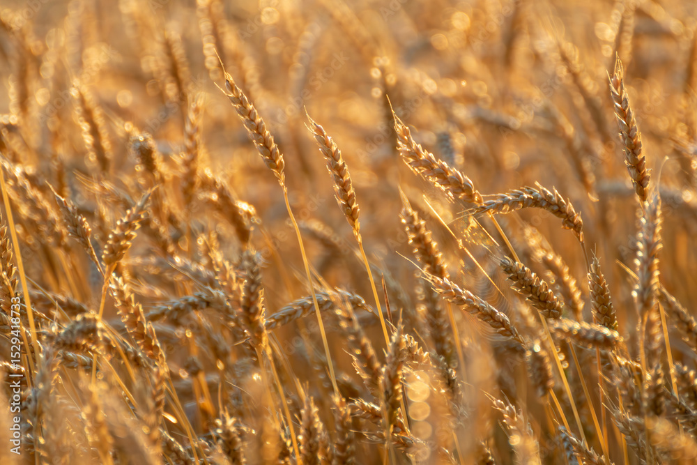 Fototapeta premium Ripe wheat ears in golden sunlight, summer grain field textures