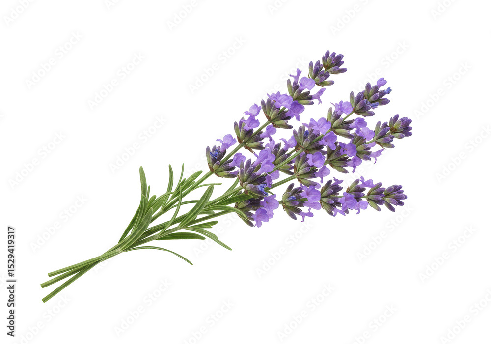 Obraz premium A vibrant bouquet of lavender flowers with green stems against a white background