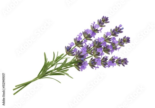 A vibrant bouquet of lavender flowers with green stems against a white background
