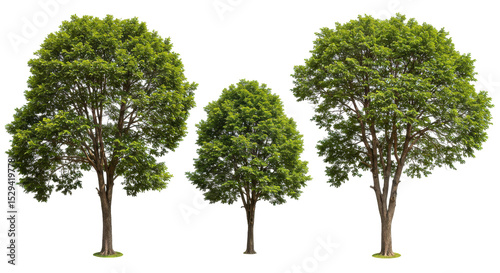 Three lush green trees of varying heights against a transparent background, ideal for nature themes