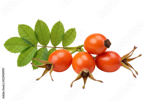 Vibrant rose hips with green leaves against a transparent background, ideal for nature themes