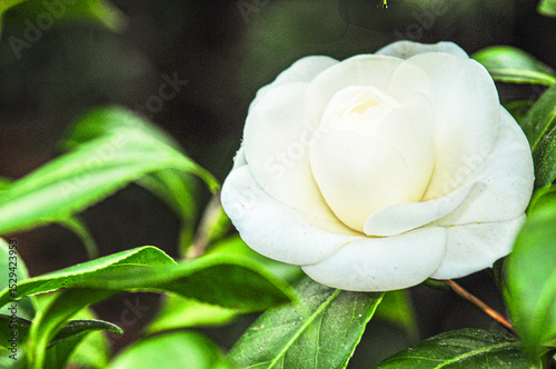 Top view, close distance of, a Camelia flower, in full bloom, under strobe lighting
