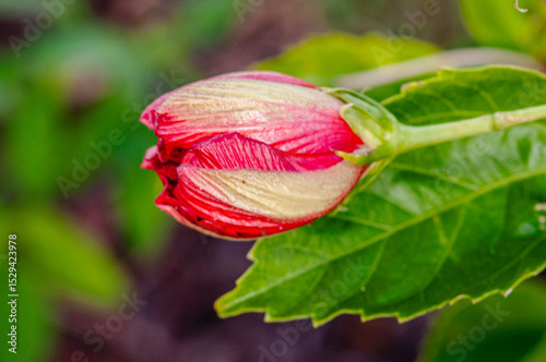 Side view, close distance of, a red Hibiscus bud, starting to develop into a full bloomed hibiscus flower