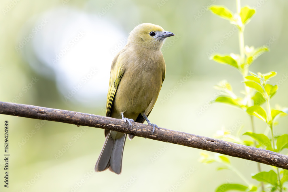 Fototapeta premium Green bird. A Palm Tanager also know as sanhaço or Coconut Tanager perched on the branch. Species Thraupis palmarum. Birdwatching. Birding