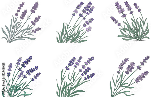 Lavender Plant Vector Designs Beautiful Botanical Illustrations for Floral Art and Decor